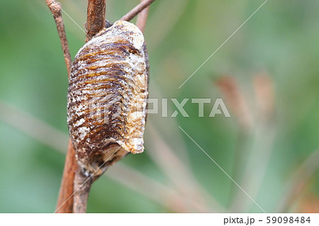 ハラビロカマキリの卵 59098484