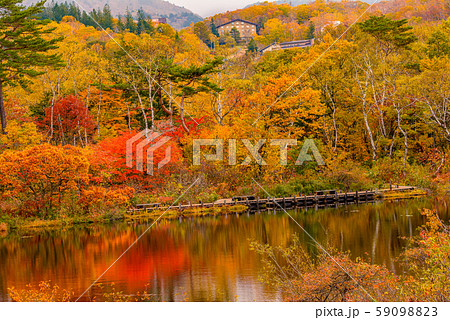 志賀高原の紅葉【長野県・一沼】 59098823