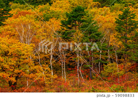 志賀高原の紅葉【長野県・一沼】 志賀高原の紅葉【長野県・一沼】 59098833