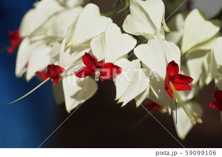 ゲンペイカズラ Harlequin glory bower ゲンペイカズラ Harlequin glory bower 59099106