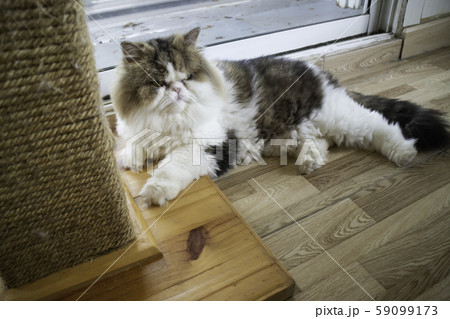 Domestic cat chilled in coffee shopの写真素材 59099173 - PIXTA