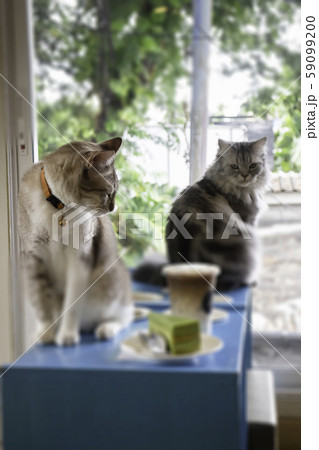 Domestic cat chilled in coffee shop 59099200