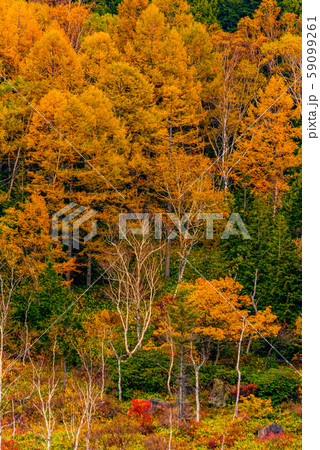 田ノ原湿原の紅葉【長野県志賀高原】 59099261