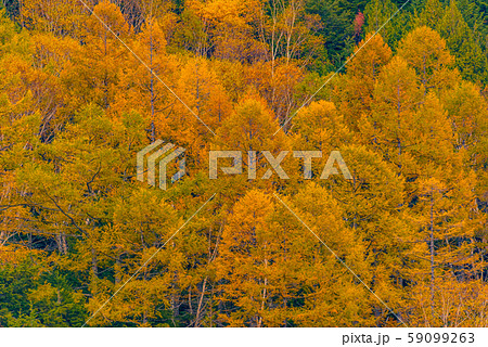 田ノ原湿原の紅葉【長野県志賀高原】 田ノ原湿原の紅葉【長野県志賀高原】 59099263