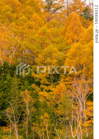 田ノ原湿原の紅葉【長野県志賀高原】 59099312