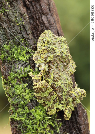 Strange frog Ramphastos ambiguus swainsonii 59099836