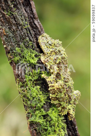 Strange frog Ramphastos ambiguus swainsonii Strange frog Ramphastos ambiguus swainsonii 59099837