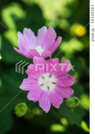 Bright crimson mallow flowers on a blurred 59100563