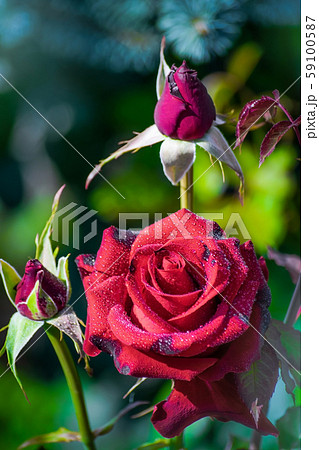 Rose flower on a green blur background. Rose flower on a green blur background. 59100587