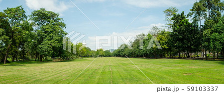 Beautiful of green lawn grass meadow field and trees in public park with city buildings in the background. 59103337