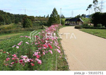 秋の風景：コスモスの花：山田池公園の丘 59103751