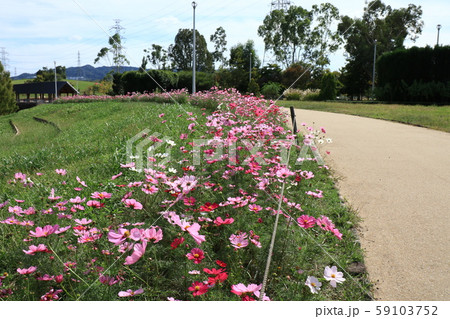 秋の風景：コスモスの花：山田池公園の丘 59103752