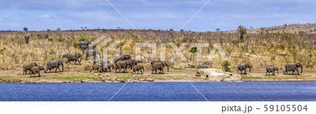 African bush elephant in Kruger National park, African bush elephant in Kruger National park, 59105504