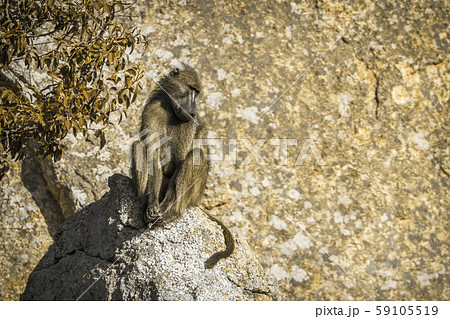 Chacma baboon in Kruger National park, South 59105519