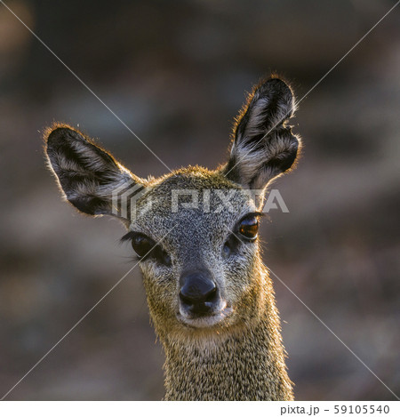 Klipspringer in Kruger National park, South Africa Klipspringer in Kruger National park, South Africa 59105540