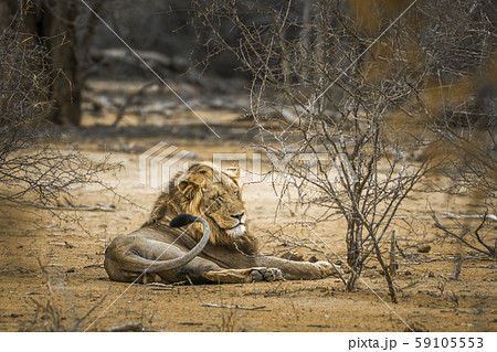 African lion in Kruger National park, South Africa 59105553