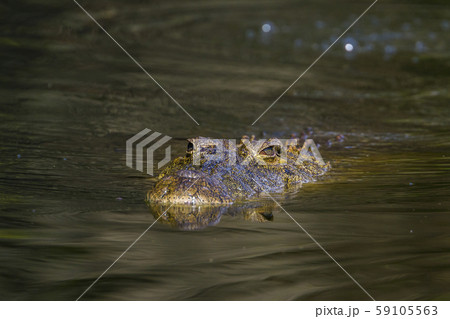 Nile crocodile in Kruger National park, South 59105563