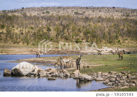 Common Waterbuck in Kruger National park, South Common Waterbuck in Kruger National park, South 59105593
