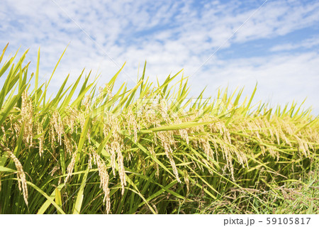 稲 米 豊作 実り 収穫 秋 稲 米 豊作 実り 収穫 秋 59105817
