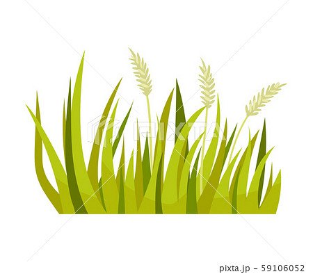 Green grass with spikelets. Vector illustration... - Stock Illustration  [59106052] - PIXTA