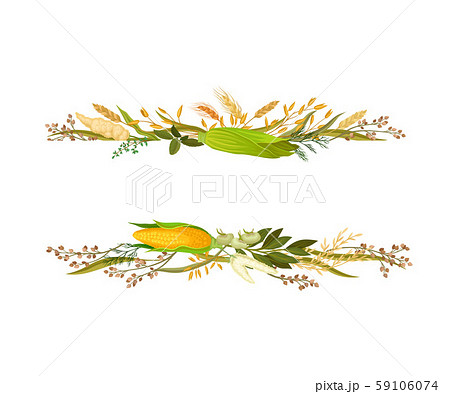 Wide strip between corn cobs and ears. Vector illustration. 59106074