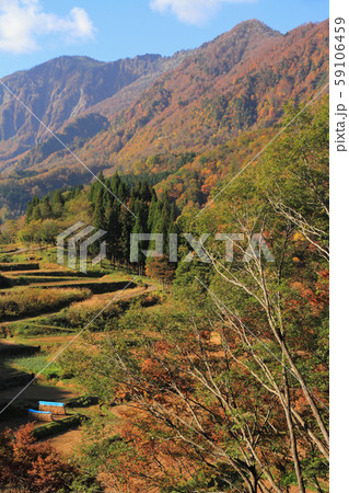 秋山郷の秋　棚田と紅葉の山 59106459