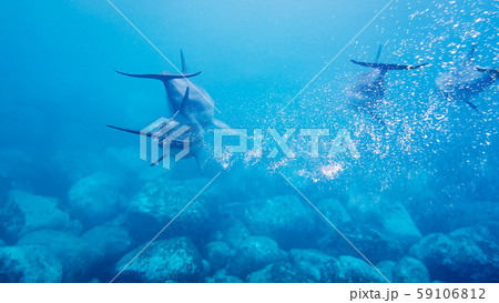 野生のイルカの親子 水中写真 野生のイルカの親子 水中写真 59106812