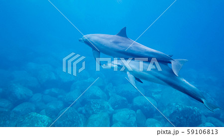 野生のイルカの親子　水中写真 59106813