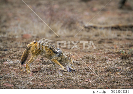 Black-backed jackal in Kruger National park, South Black-backed jackal in Kruger National park, South 59106835
