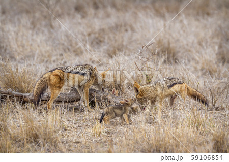 Black-backed jackal in Kruger National park, South 59106854