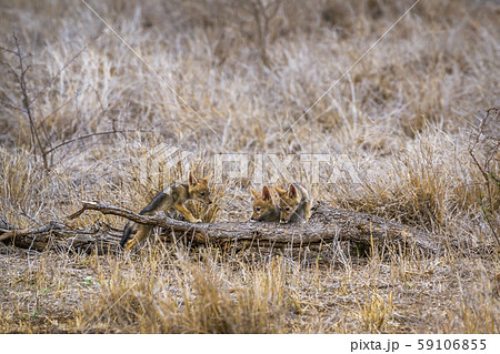 Black-backed jackal in Kruger National park, South 59106855