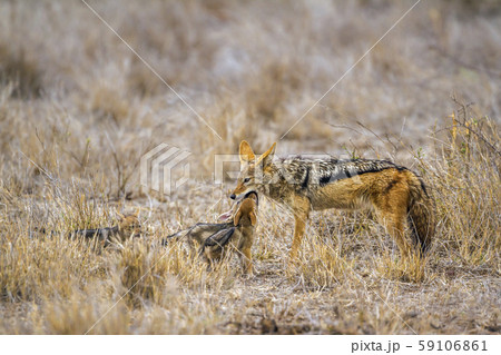 Black-backed jackal in Kruger National park, South 59106861