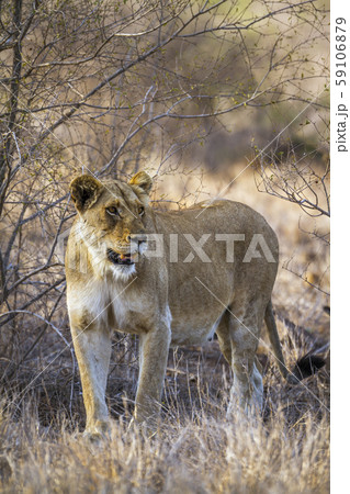 African lion in Kruger National park, South Africa African lion in Kruger National park, South Africa 59106879