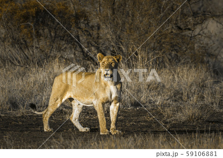 African lion in Kruger National park, South Africa African lion in Kruger National park, South Africa 59106881
