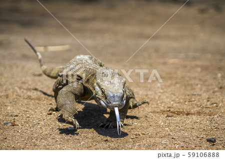 Nile monitor in Kruger National park, South Africa Nile monitor in Kruger National park, South Africa 59106888