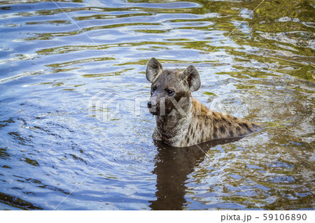 Spotted hyaena in Kruger National park, South Spotted hyaena in Kruger National park, South 59106890