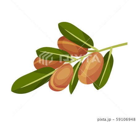 Jojoba Branch and Fruit Vector Illustration. Alternative Medicine Concept 59106948