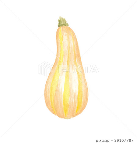 Watercolor hand drawn sketch Pumpkin 59107787