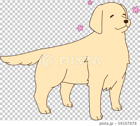 金毛尋回犬 59107878