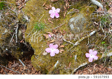 アカヤシオの花びら･苔（篭山･鳥居峠／群馬県前橋市） 59107993
