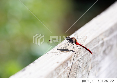 秋の公園を飛び交うトンボ 59108172