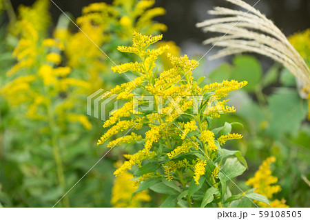 ブタクサ 59108505