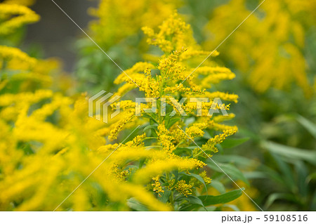 ブタクサ 59108516