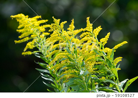 ブタクサ ブタクサ 59108527