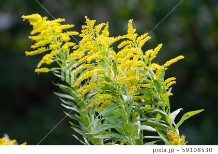 ブタクサ 59108530