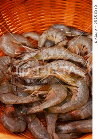 新鮮、シバエビ入荷 新鮮、シバエビ入荷 59108535