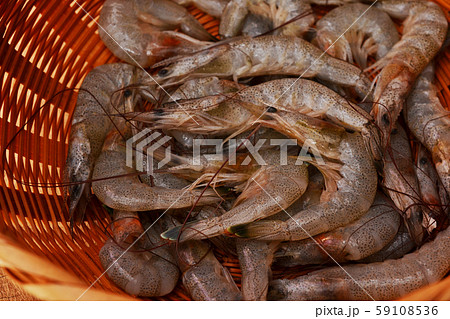 新鮮、シバエビ入荷 新鮮、シバエビ入荷 59108536