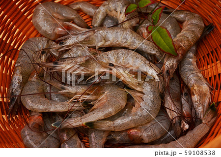 新鮮、シバエビ入荷 新鮮、シバエビ入荷 59108538
