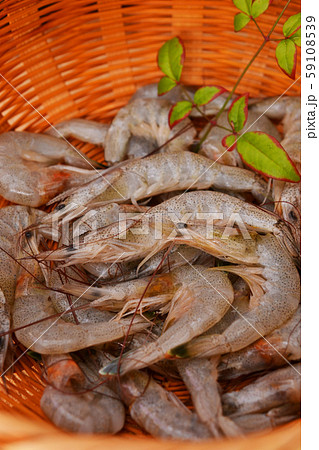 新鮮、シバエビ入荷 新鮮、シバエビ入荷 59108539