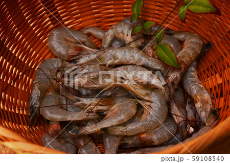 新鮮、シバエビ入荷 新鮮、シバエビ入荷 59108540